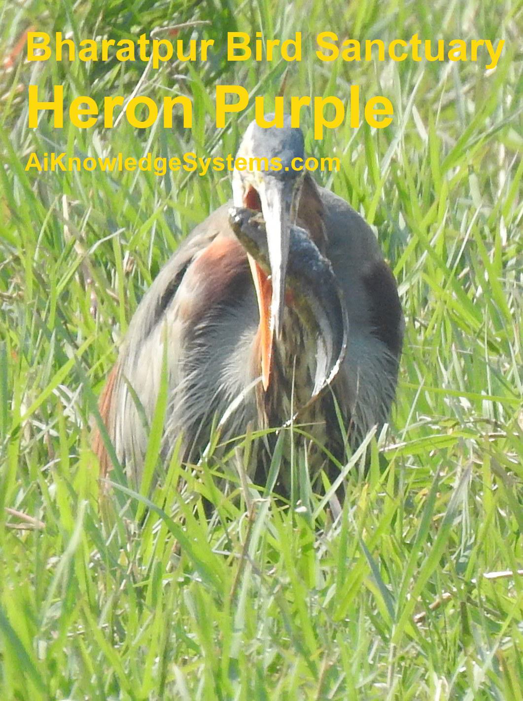 Heron Purple (117) Coming Soon